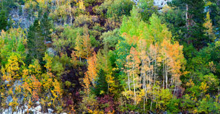 Colorful Aspens