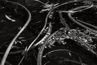 Monochromatic Kelp