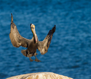 Pelican Landing