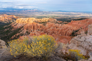 Rubber Rabbitbrush over Bryce