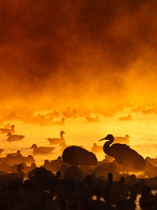 Fire in the Mist