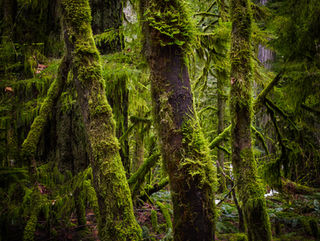 Cathedral Grove