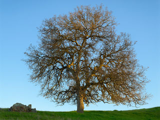 Lit Oak