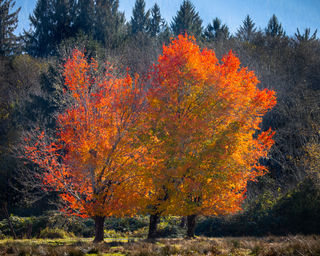 Autumn Blaze