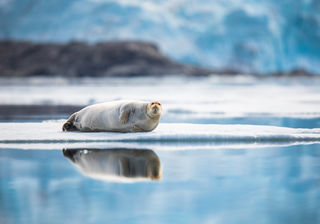 Posing Bearded Seal