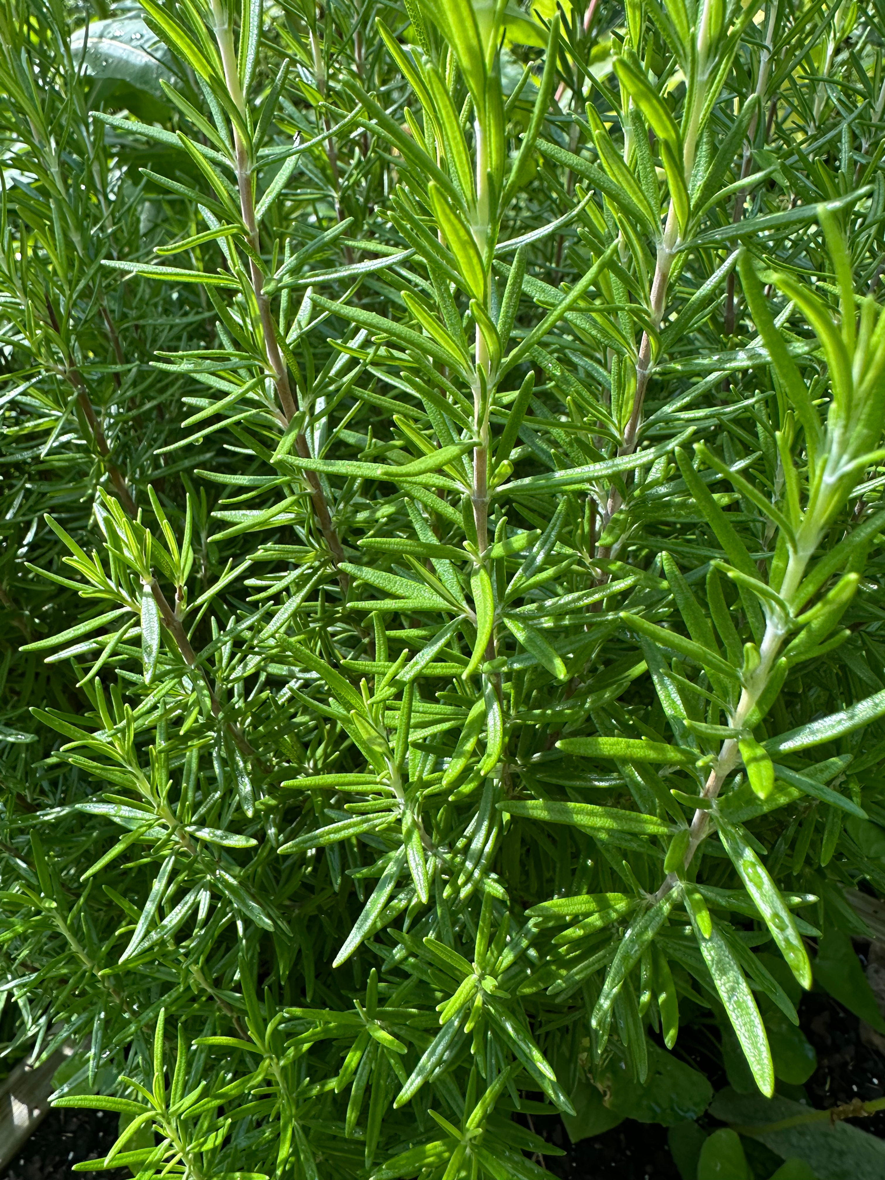 Rosemary Tincture