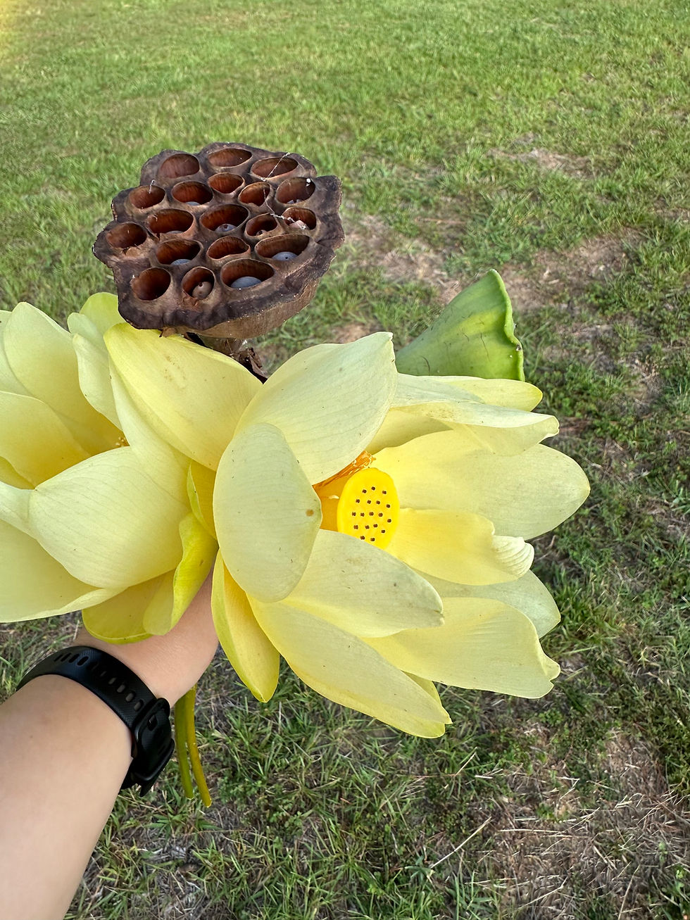 Thumbnail: American Lotus Tincture
