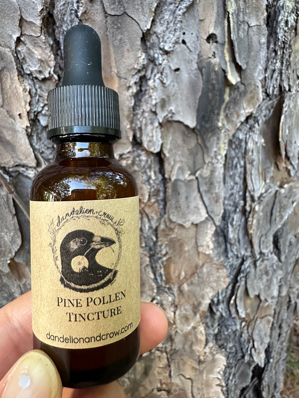 Thumbnail: Pine Pollen  Tincture