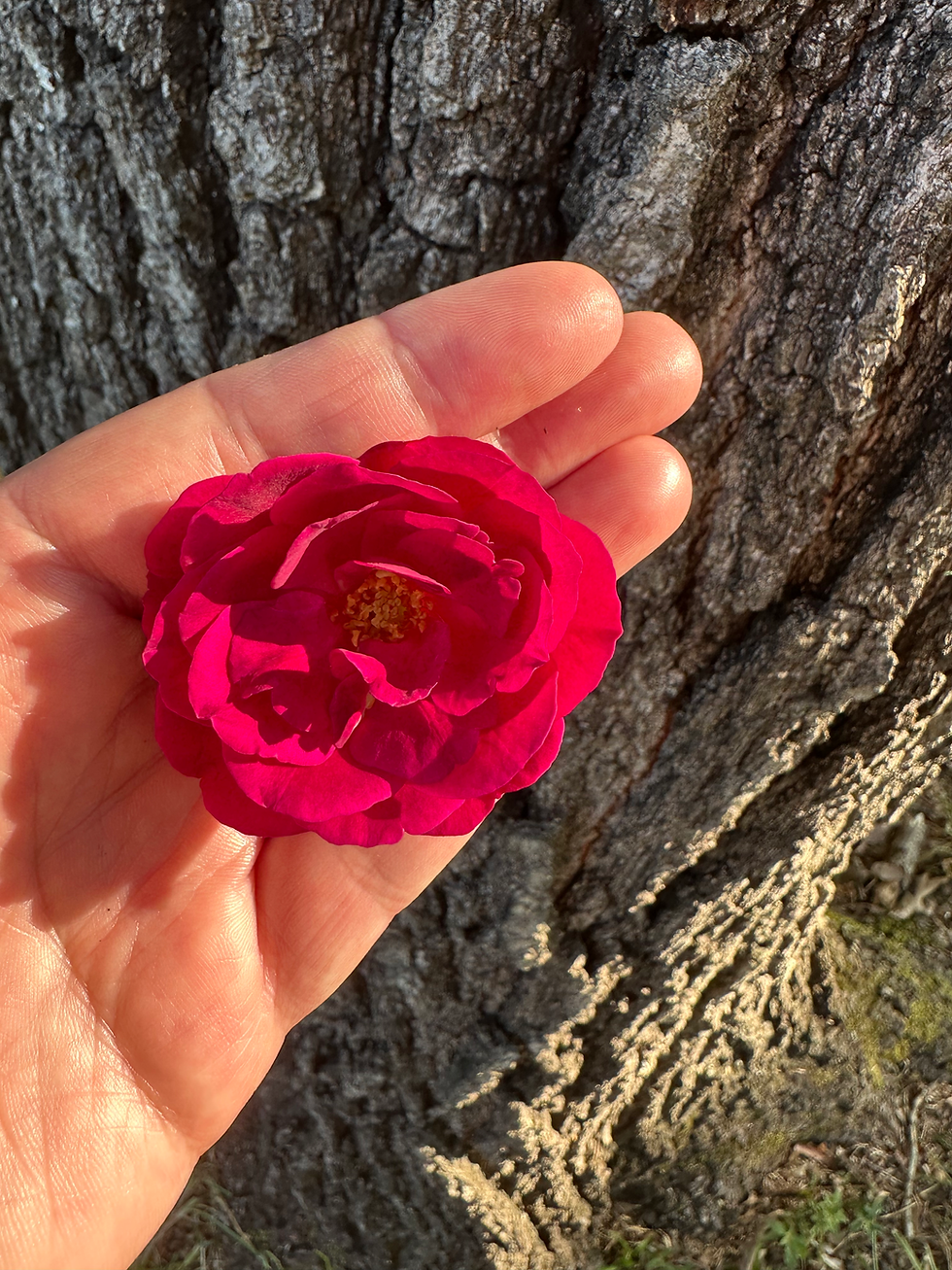 Thumbnail: Intuitive Plant Healing Session via ONLINE
