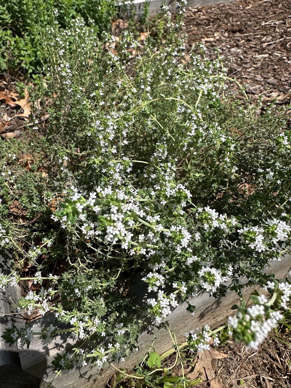 Thumbnail: Hyssop and Thyme Oxymel