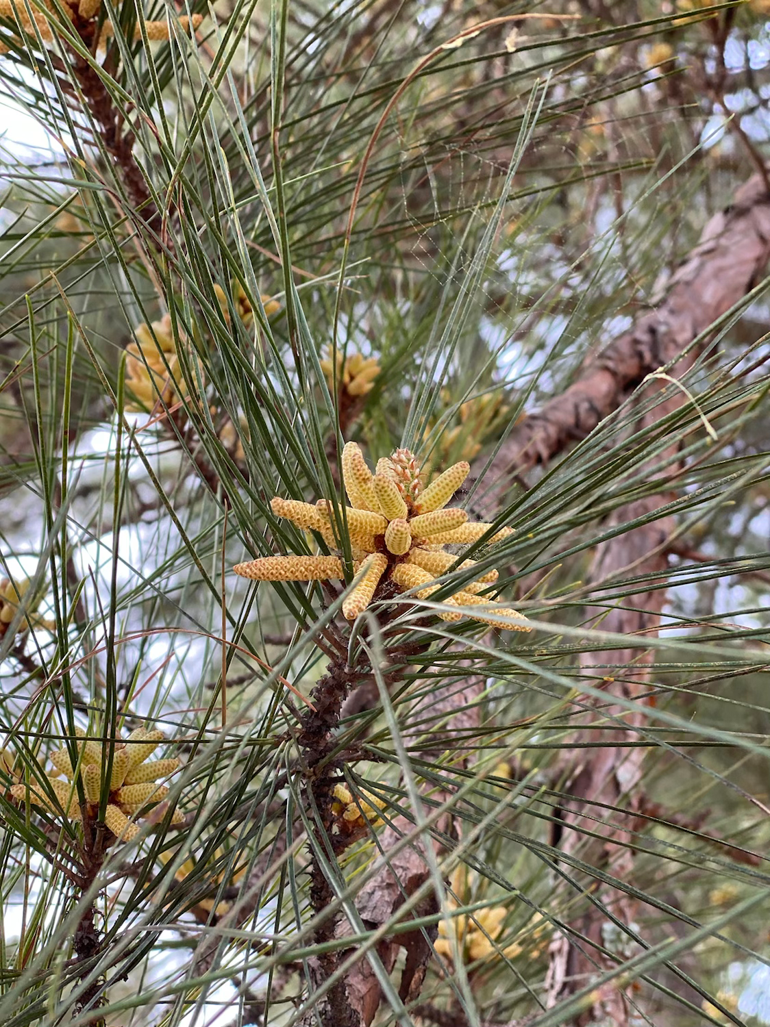 Pine Pollen  Tincture