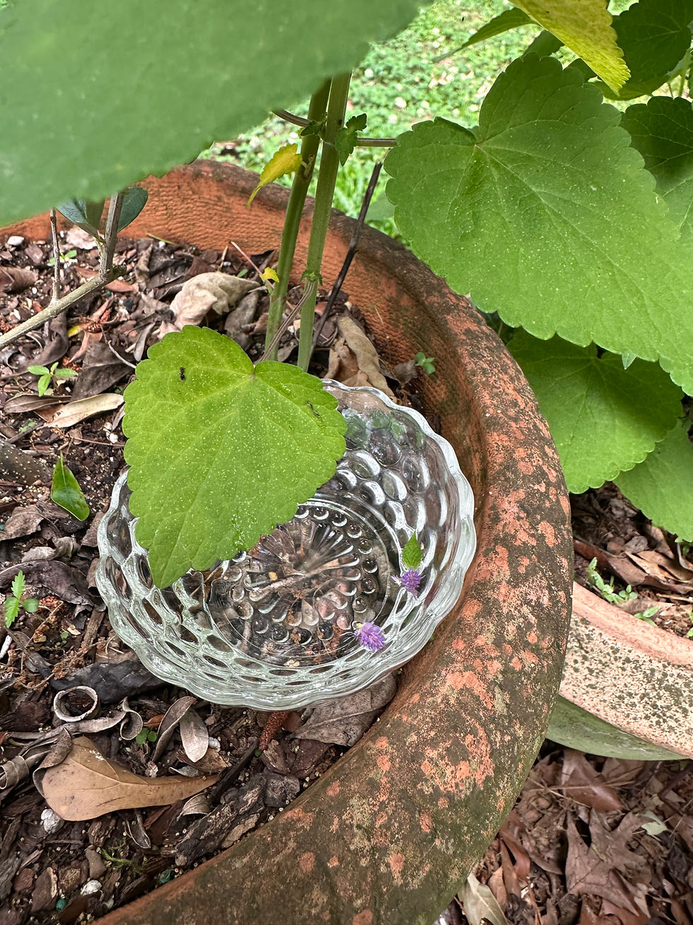 Thumbnail: Anise Hyssop Essence