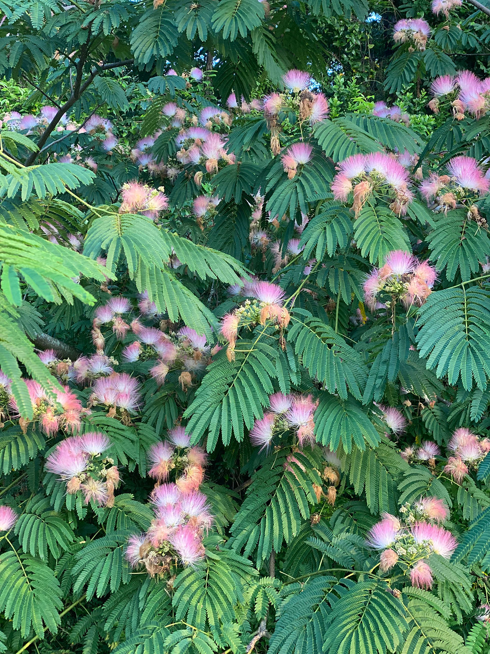 Thumbnail: Mimosa Flower Tincture