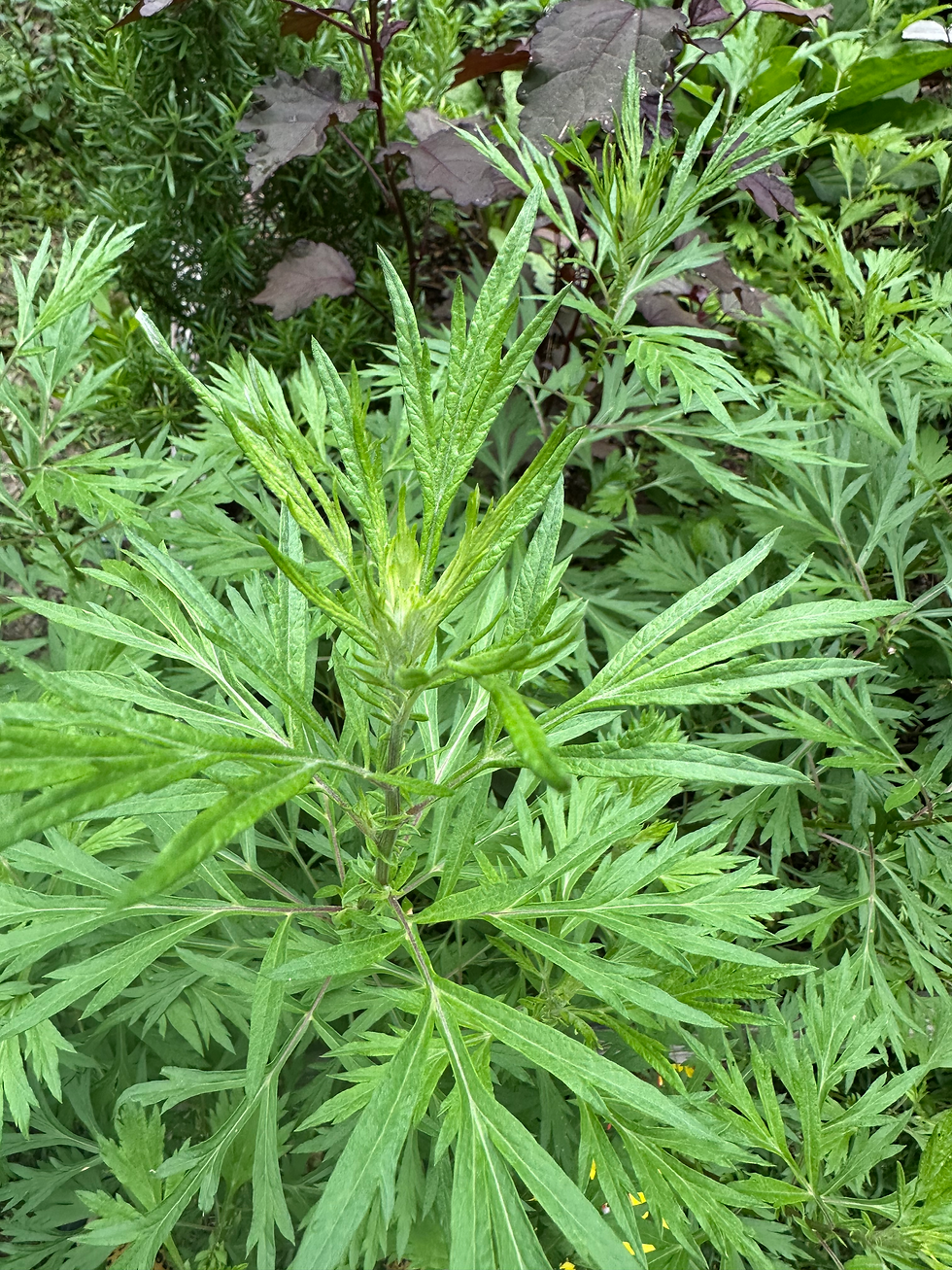 Thumbnail: Mugwort Tincture