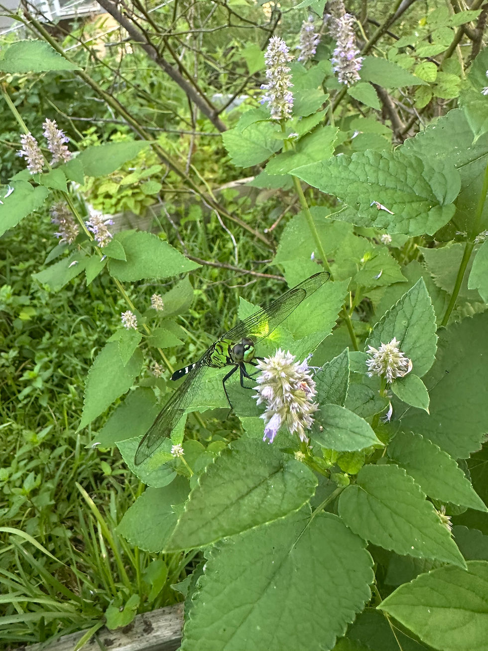 Thumbnail: Hyssop and Thyme Oxymel