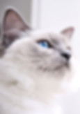 A happy cat looking over Furry Poppins information