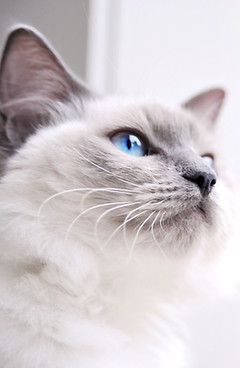 Ragdoll Cat