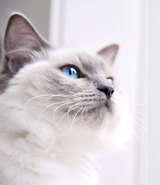 Ragdoll, ragdoll kitten, ragdoll cat, seal point ragdoll, blue point ragdoll, lilac point ragdoll, chocolate point ragdoll, seal colorpoint, blue colorpoint, lilac colorpoint, chocolate colorpoint, seal bicolor, seal bicolor ragdoll, seal point bicolor ragdoll, blue bicolor, blue bicolor ragdoll, blue point bicolor, blue point bicolor ragdoll, lilac bicolor, lilac bicolor ragdoll, lilac point bicolor ragdoll, chocolate bicolor, chocolate bicolor ragdoll, chocolate point bicolor ragdoll, seal point mitted, seal mitted, seal point mitted ragdoll, seal mitted ragdoll, blue point mitted, blue mitted, blue point mitted ragdoll, blue mitted ragdoll, lilac point mitted, lilac mitted, lilac point mitted ragdoll, lilac mitted ragdoll, chocolate point mitted, chocolate mitted, chocolate point mitted ragdoll, chocolate mitted ragdoll, ragdoll kittens for sale, ragdoll kittens available, kittens for sale, kittens for adoption, ragdoll adoption, ragdoll cattery, ragdoll breeder, tica breeder