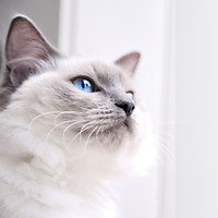 Ragdoll Cat