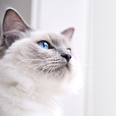 Chat Ragdoll