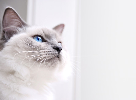 Ragdoll Cat