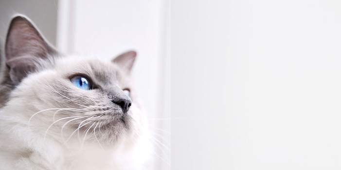 gato de Ragdoll