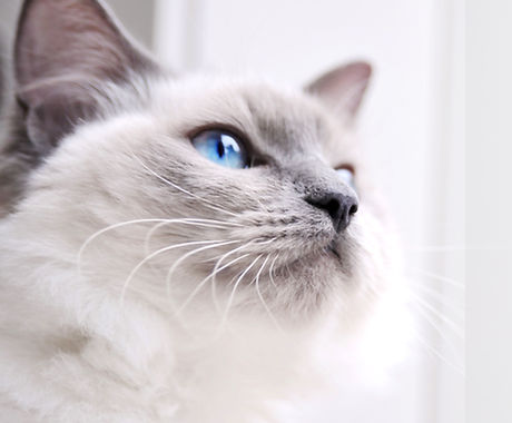 Ragdoll Cat