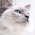 ラグドール猫