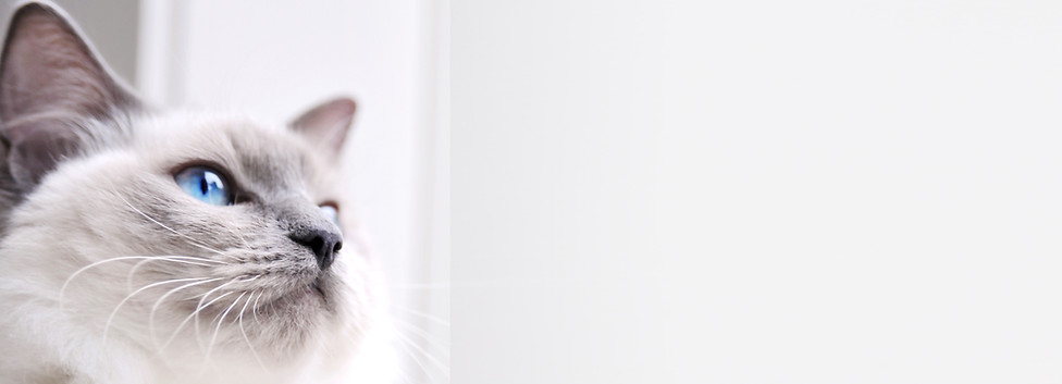 gato de Ragdoll