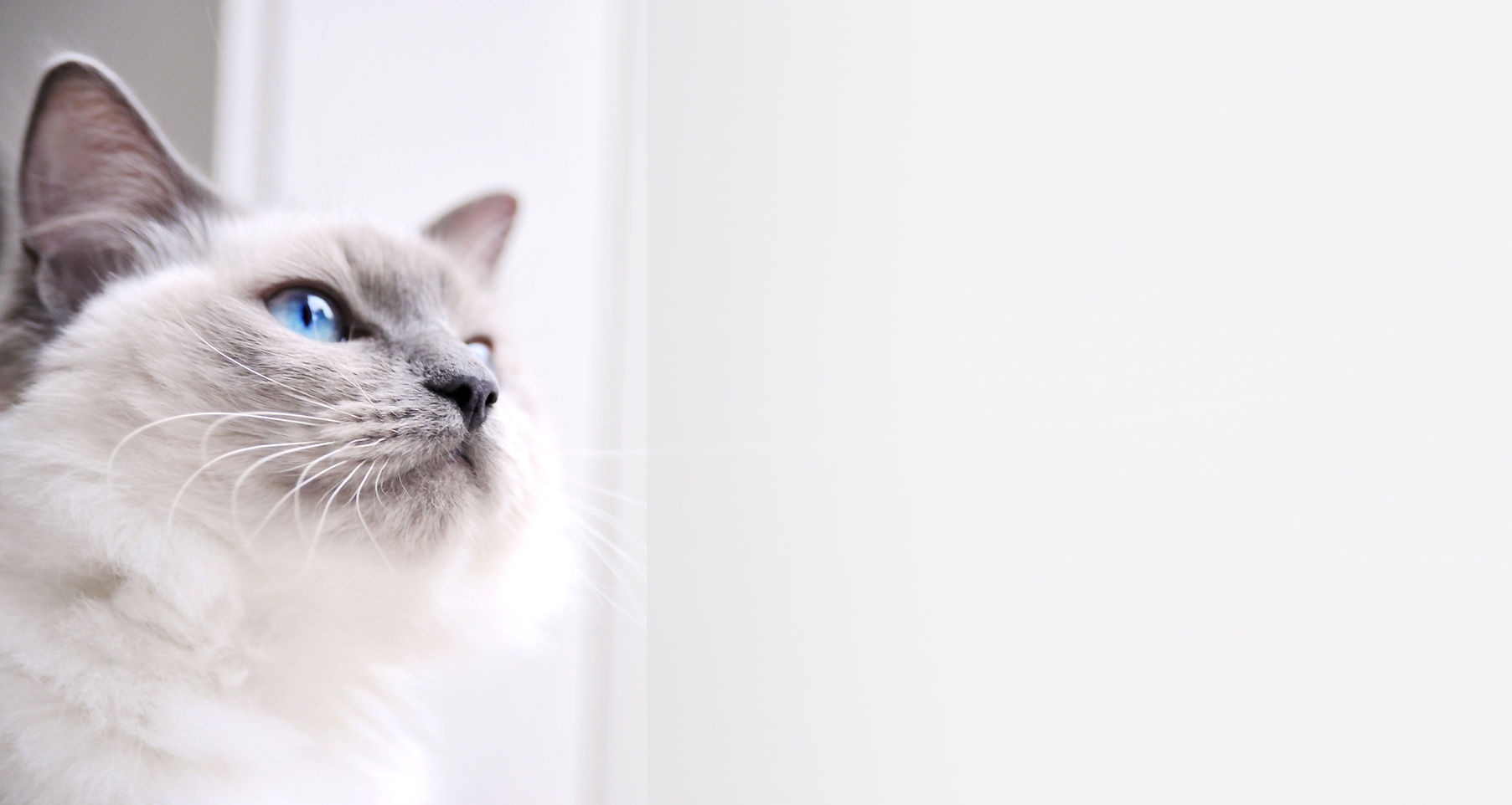 Katze mit blauen Augen