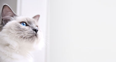 Ragdoll Cat