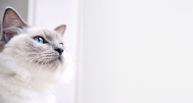ラグドール猫