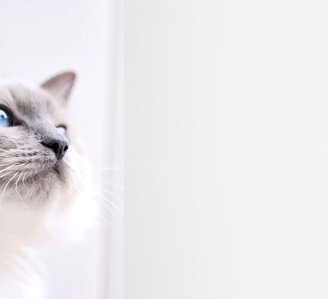 Ragdoll Cat