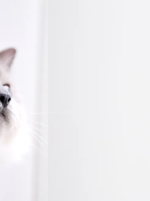 ragdoll cat grooming