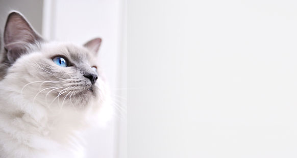 Ragdoll Cat