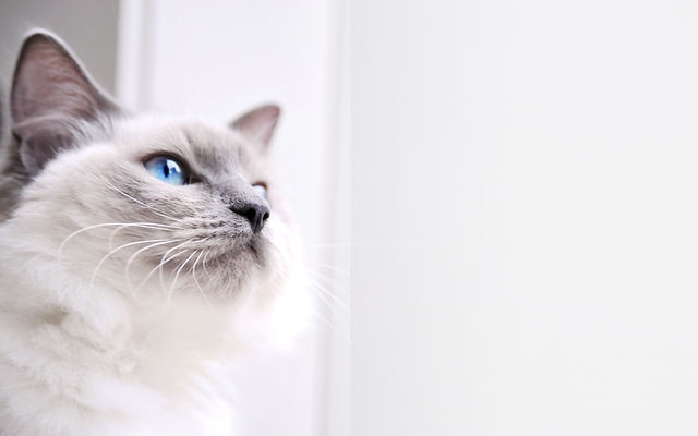 Cattery company sales