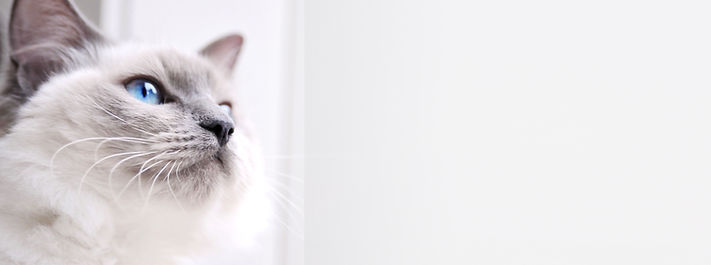 chat yeux bleus