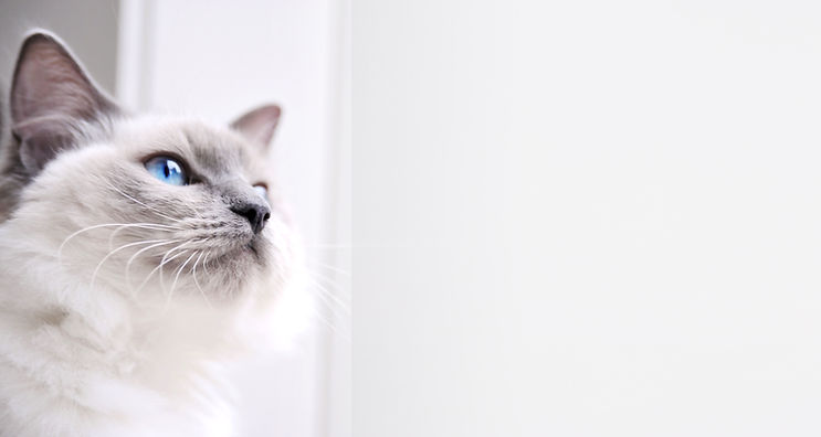 ラグドール猫