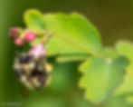 More native plants bring more diversity to your landscape. Grasping a snowberry flower, a B. mixtus searches for nectar or pollen.