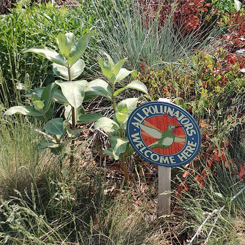 A Pollinator Garden Sign in a garden surrounded by milkweed & blue flax flowers as well as long native grasses. 