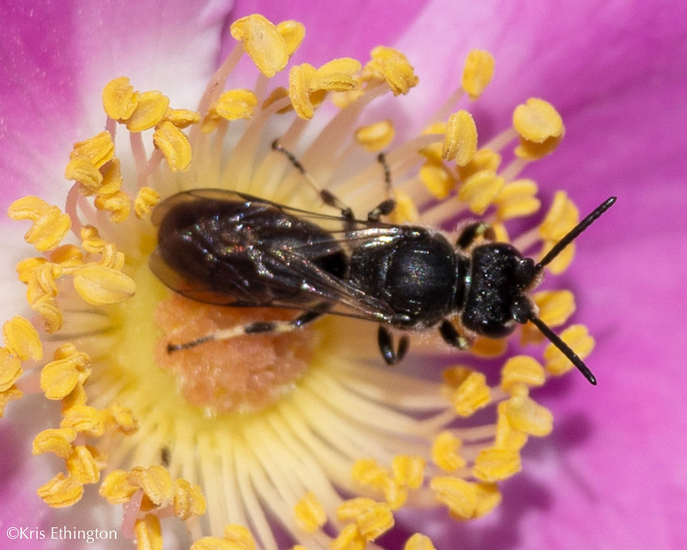 Male Hylaeus basalis on Nootka Rose.