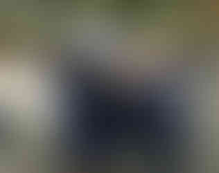 4 children share a poster covered with beautiful bee portraits.