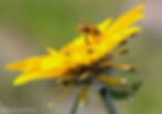 A Western honey bee collects nectar from a wild Arrowleaf Balsamroot flower growing on the sagebrush-steppe in eastern Washington.