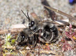 Habropoda miserabilis mating