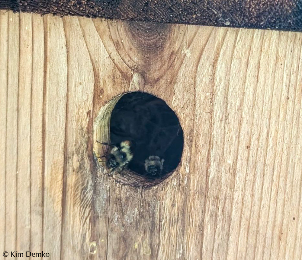 Bumble bees in your birdhouse? Or: do you need to relocate a