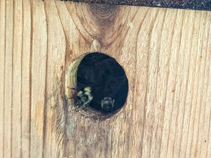 Black-tailed worker bees peaking out of birdhouse entrance
