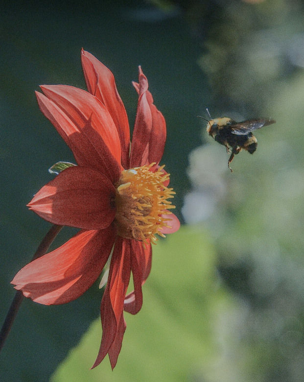 b.vos-flyingat-dahlia-forbugphotopres.jpg