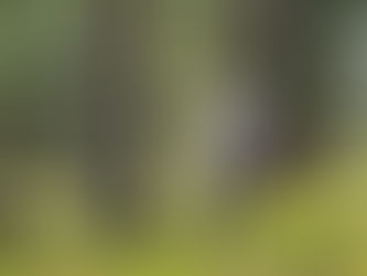 A woman walking through a forest with an insect net