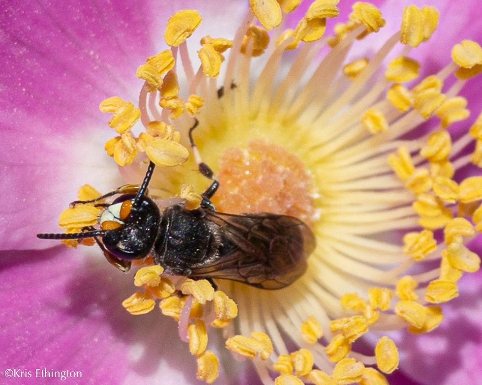 Male Hylaeus basalis on Nootka Rose