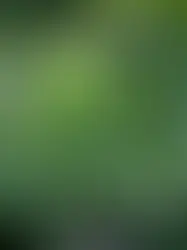 Green Scent Notes in Perfume: What They Smell Like, How They’re Used, and Why They Feel So Fresh